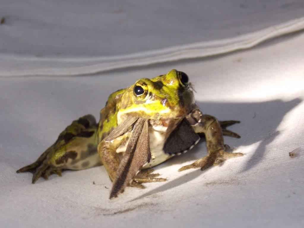 Frosch beim Lichtfang