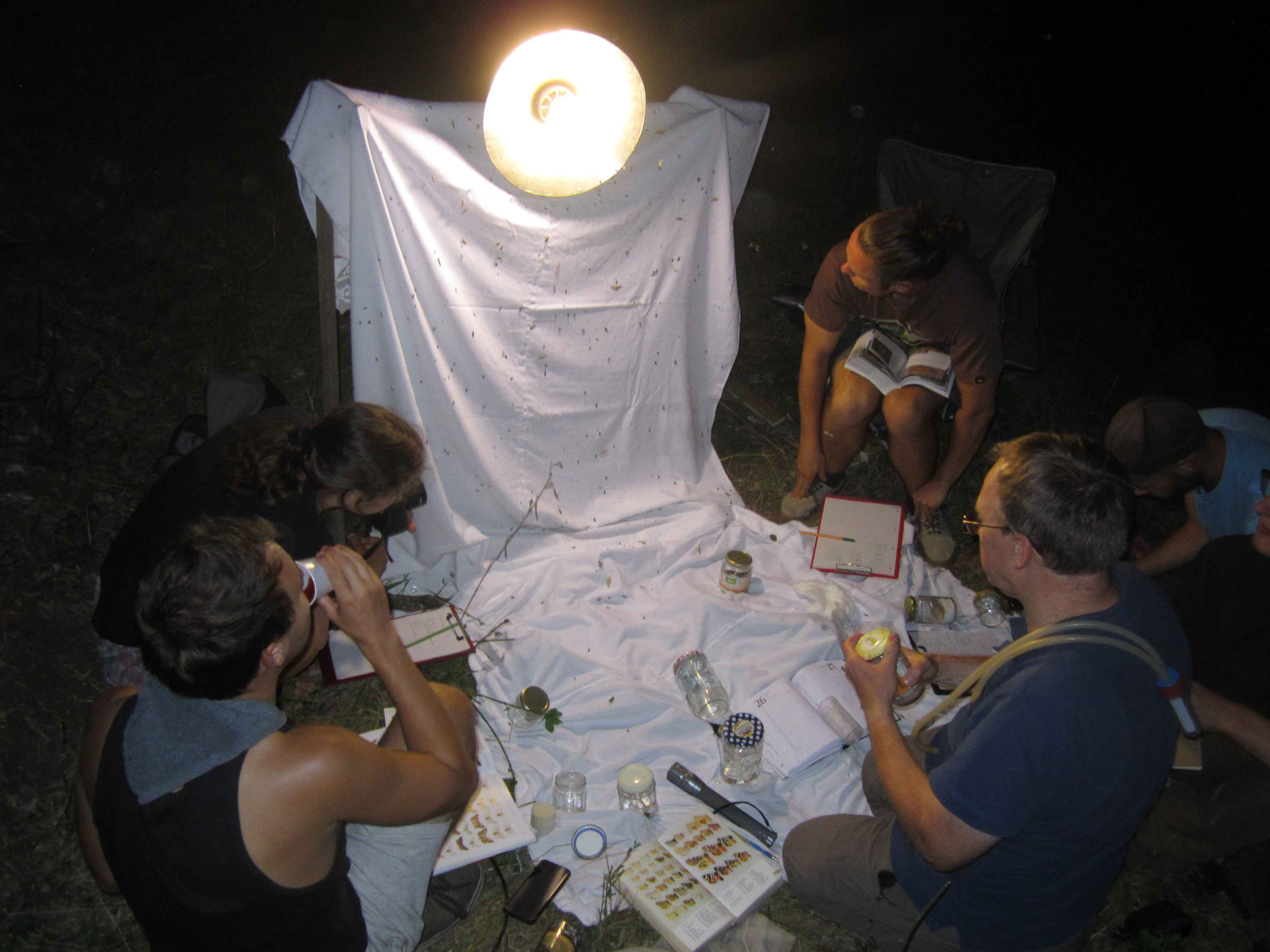 Abb. 2: Lichtfang am 26. Juli 2019 im Borntal