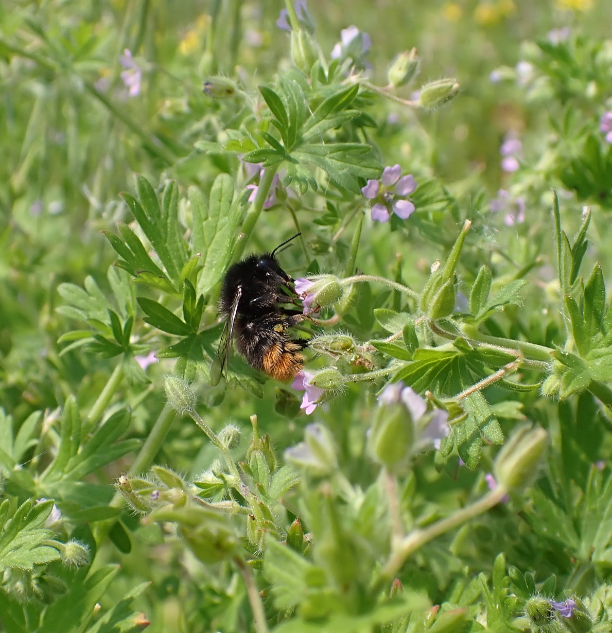 Bombus Storchschnabel