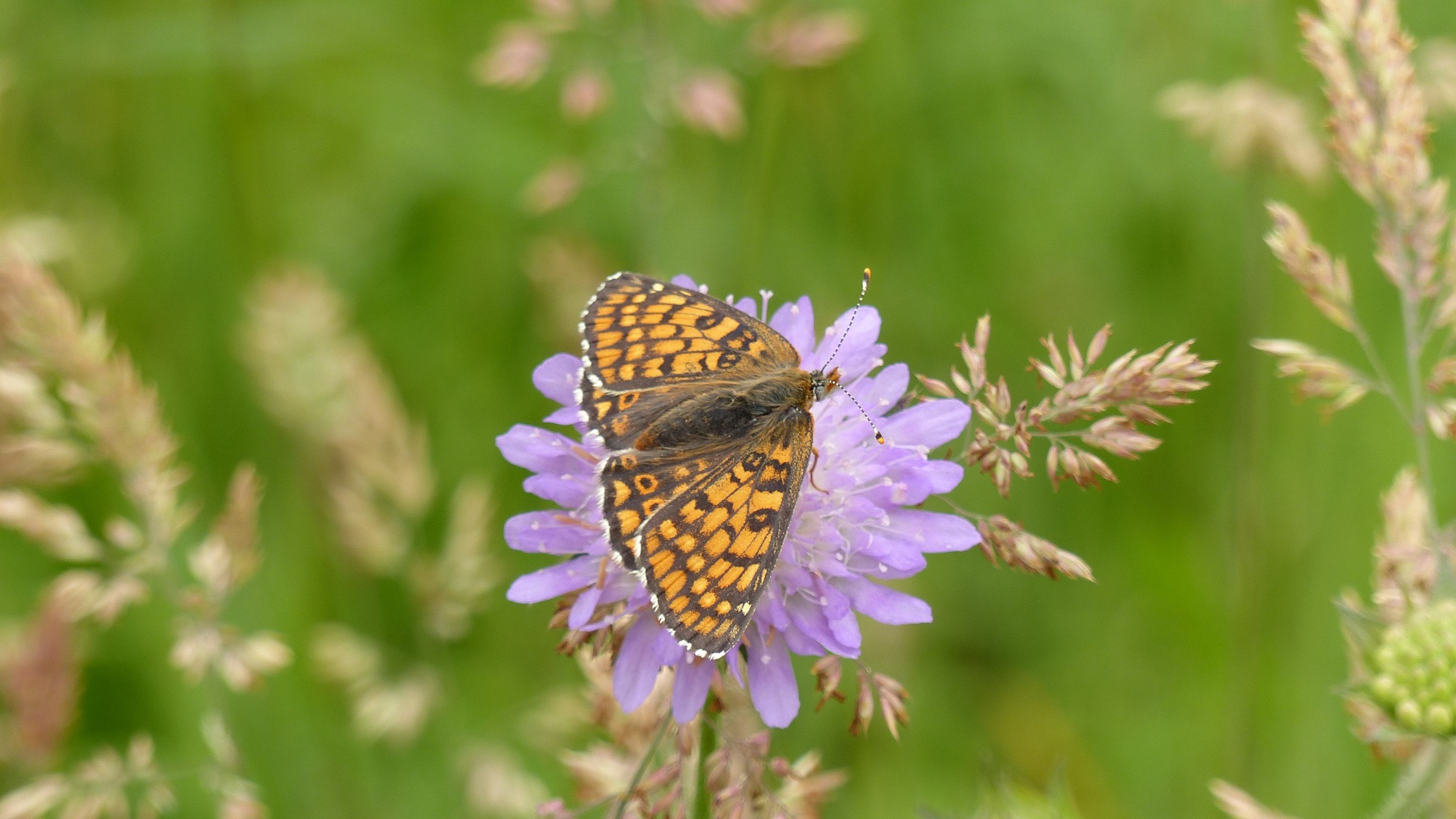 Flockenblume