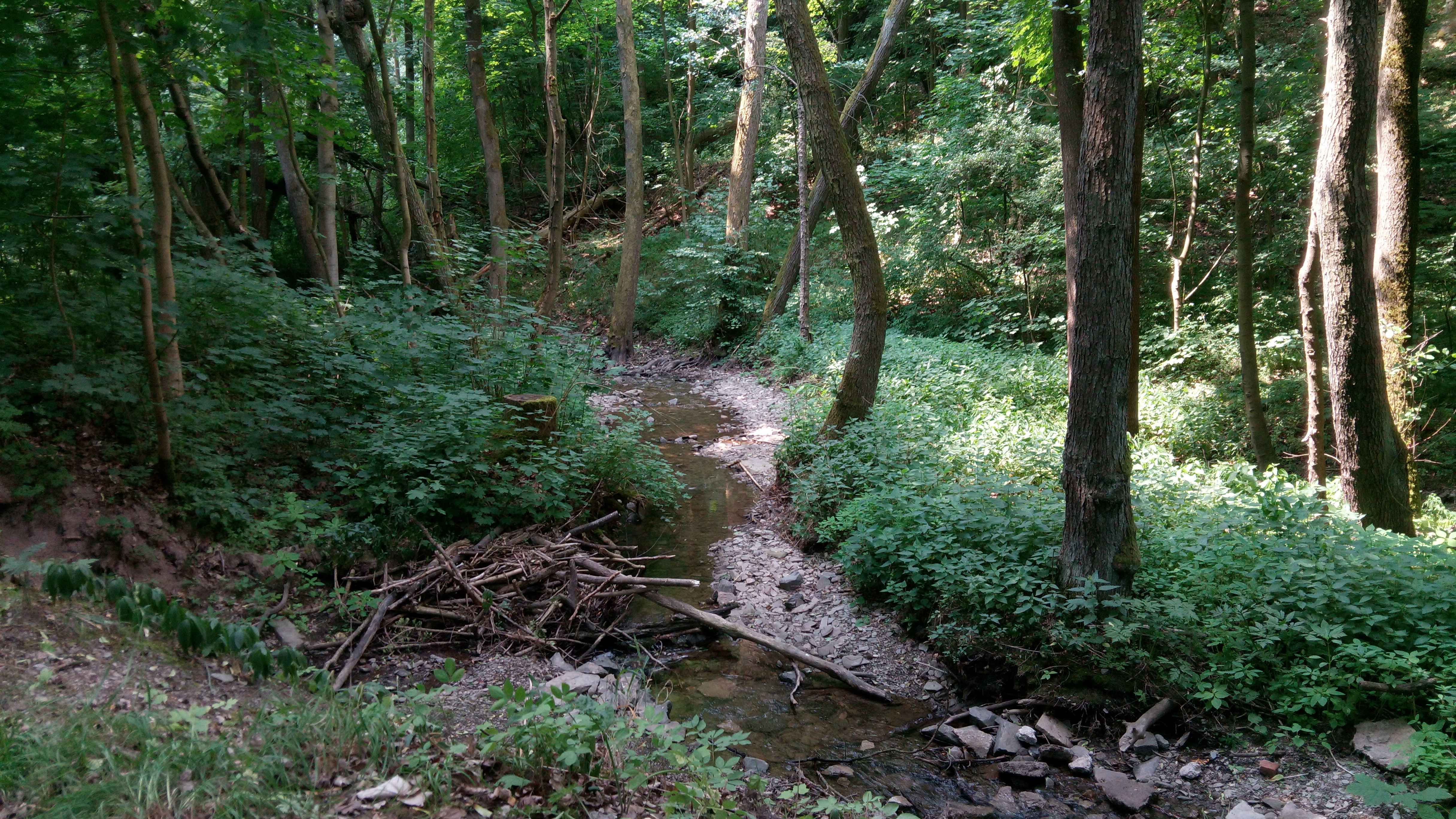 Haselbachtal